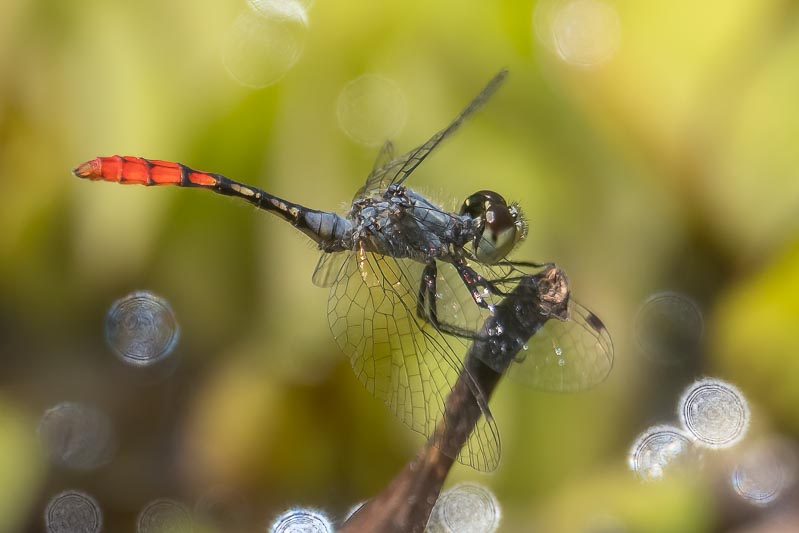 Nannophya australis male-2.jpg